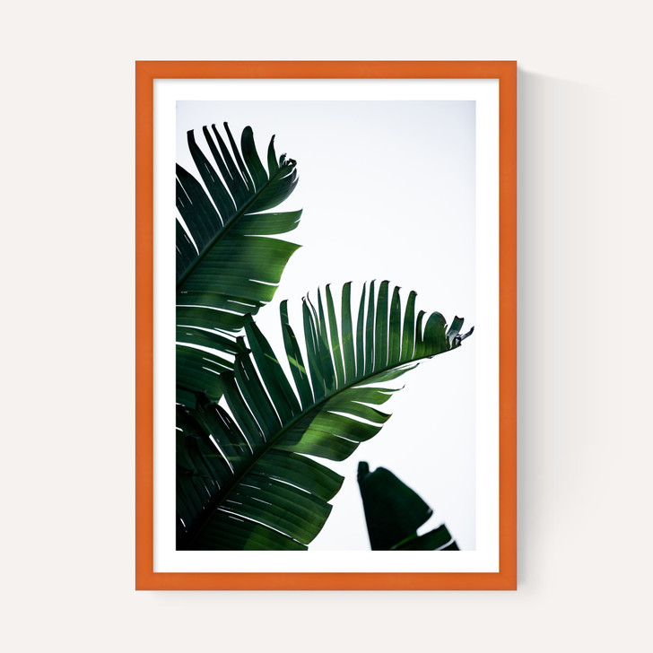 Palm Leaves