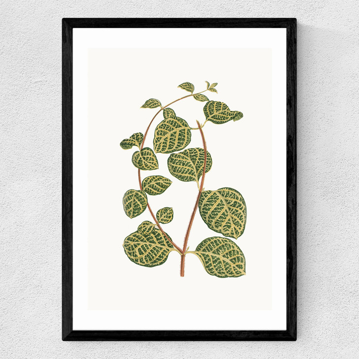 Lonicera Brachypoda Medium Black Frame Lonicera Brachypoda Medium Black Frame