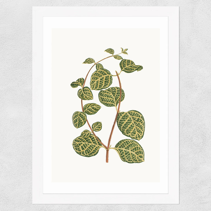 Lonicera Brachypoda Wide White Frame Lonicera Brachypoda Wide White Frame