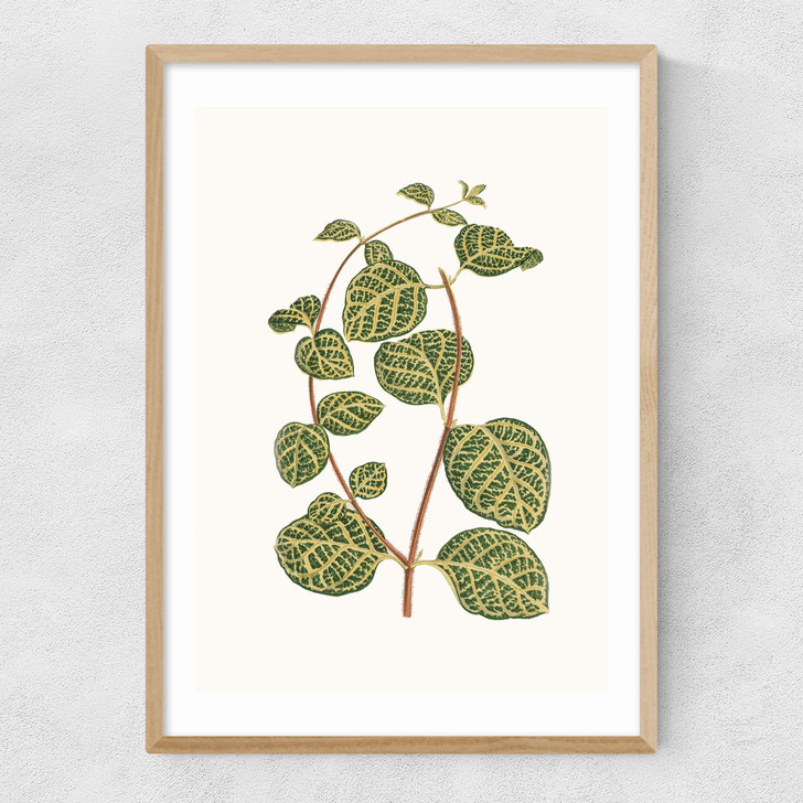 Lonicera Brachypoda Narrow Oak Frame