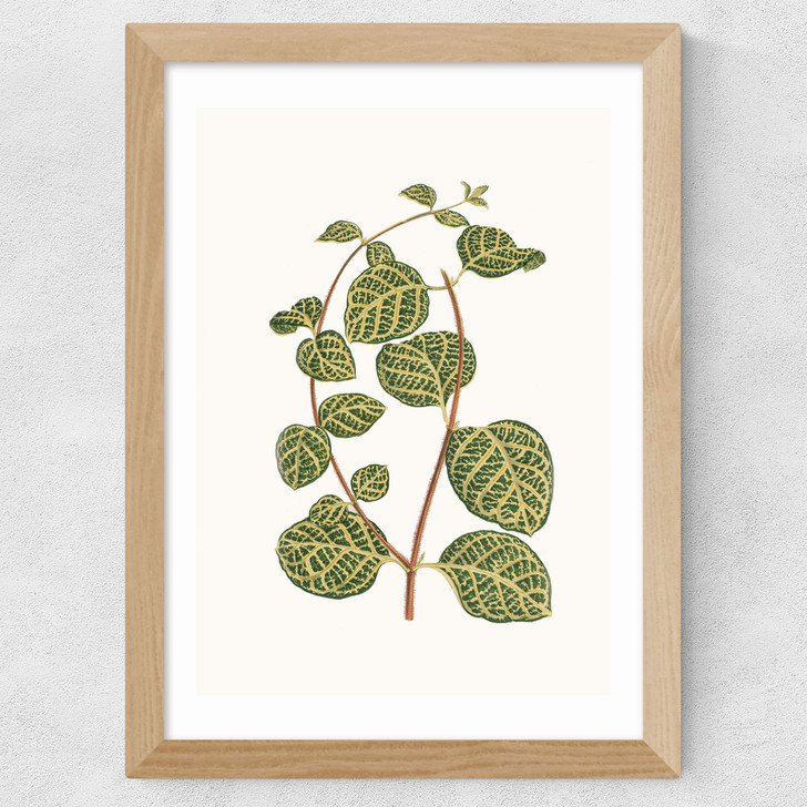 Lonicera Brachypoda Wide Oak Frame