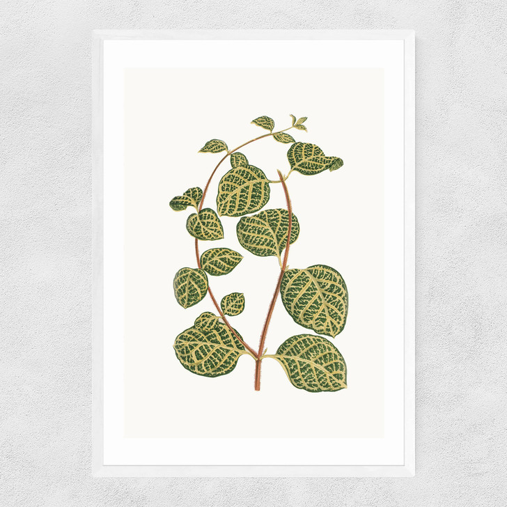 Lonicera Brachypoda Narrow White Frame