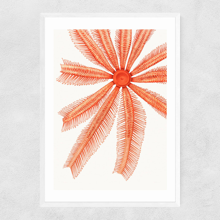 Vintage Starfish 1 Narrow White Frame