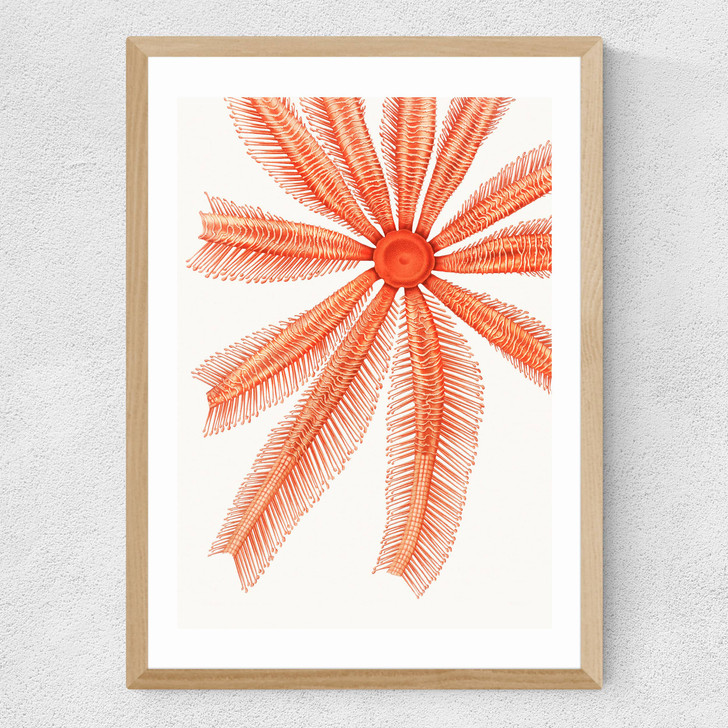 Vintage Starfish 1 Medium Oak Frame