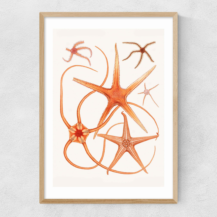 Vintage Starfish 2 Narrow Oak Frame Vintage Starfish 2 Narrow Oak Frame