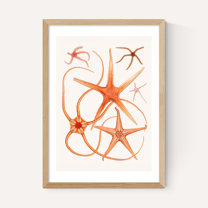 Vintage Starfish 2