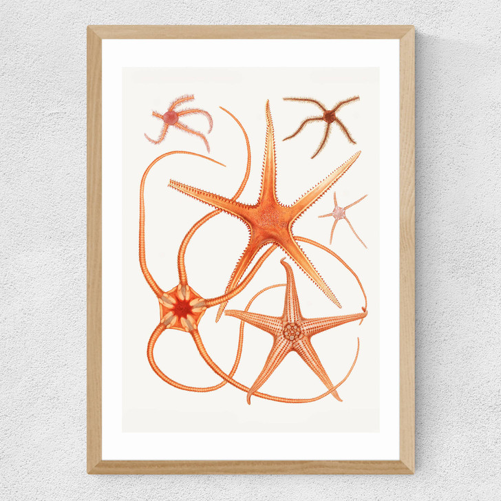 Vintage Starfish 2 Medium Oak Frame