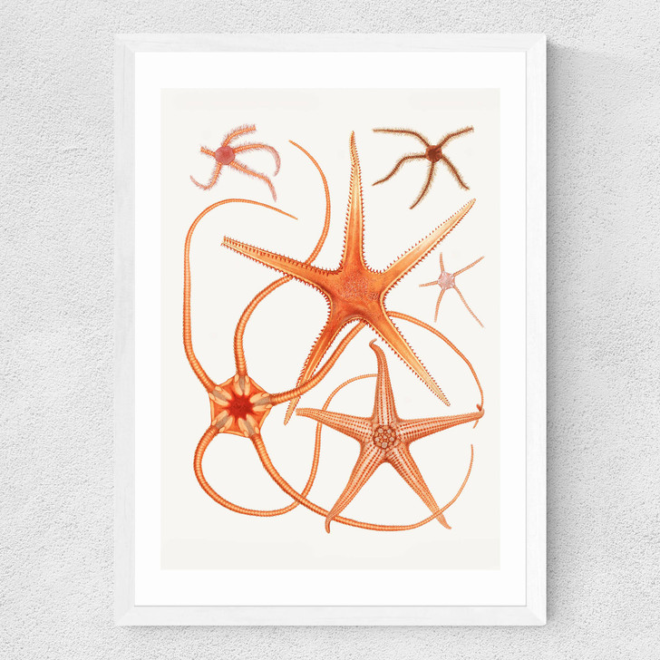 Vintage Starfish 2 Medium White Frame