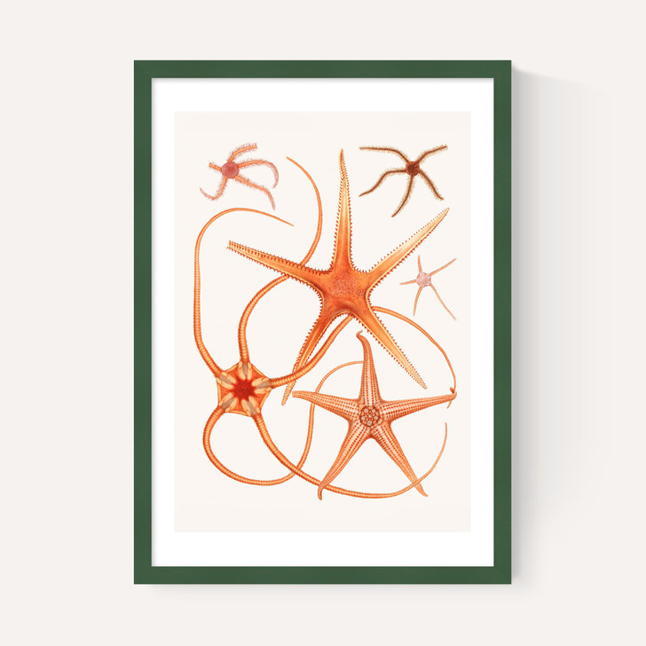 Vintage Starfish 2