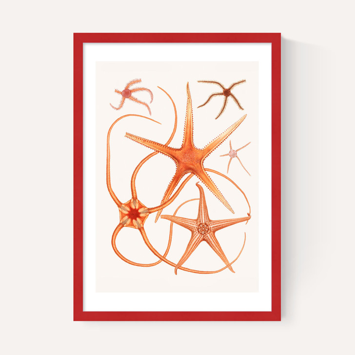 Vintage Starfish 2
