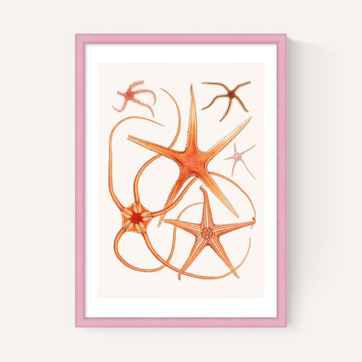 Vintage Starfish 2