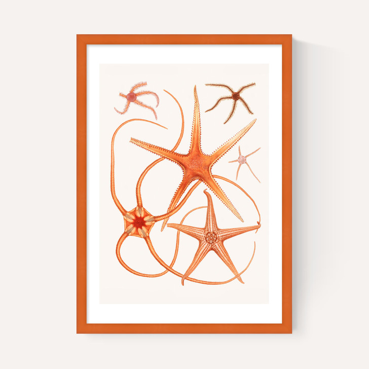 Vintage Starfish 2
