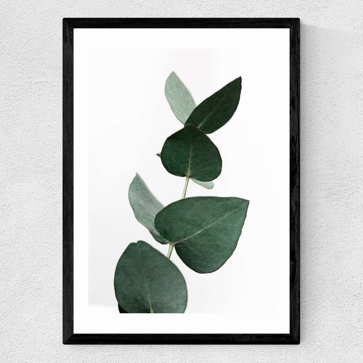 Eucalyptus 4
