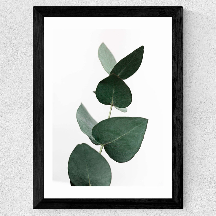 Eucalyptus 4
