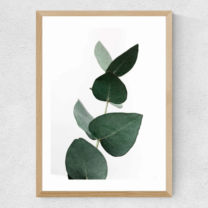 Eucalyptus 4 Medium Oak Frame