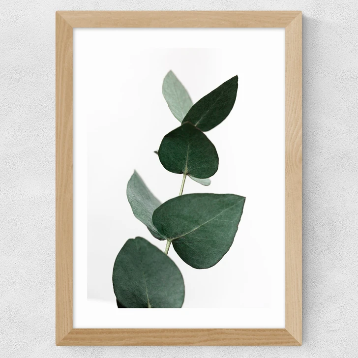 Eucalyptus 4 Wide Oak Frame