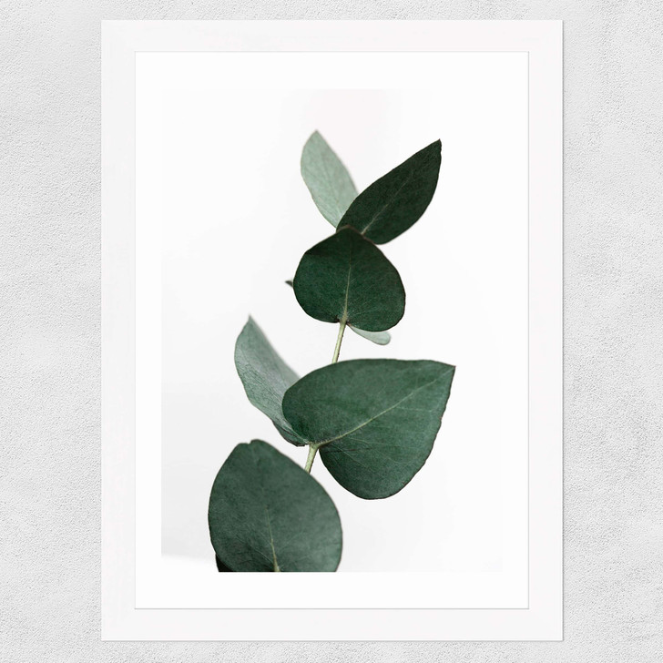 Eucalyptus 4 Wide White Frame