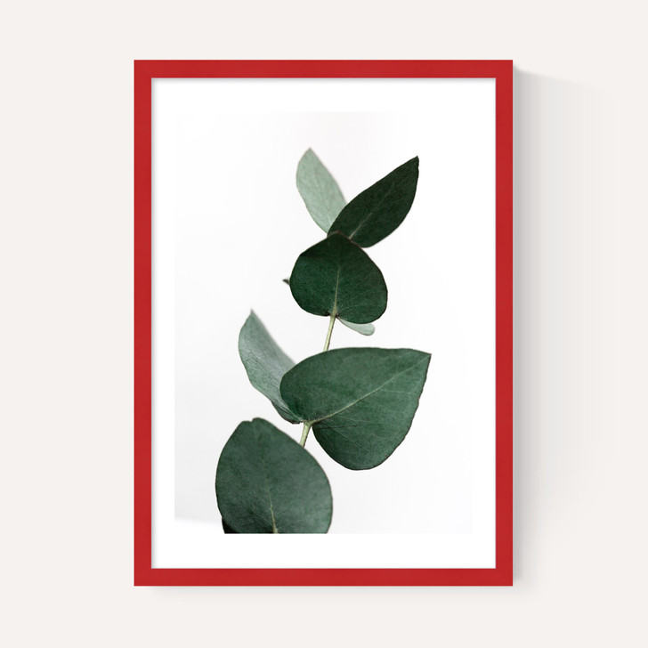 Eucalyptus 4