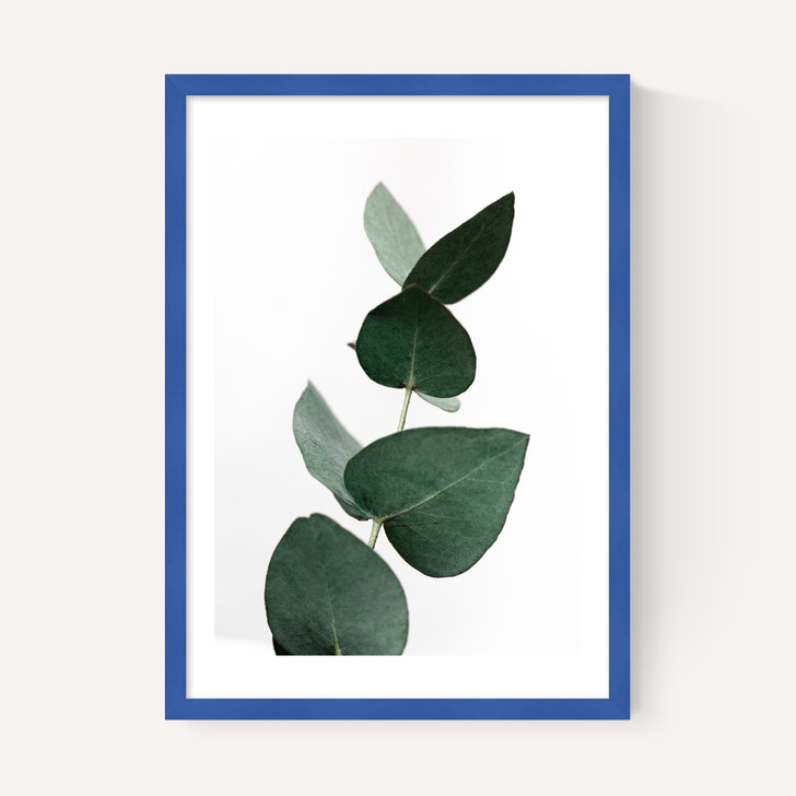 Eucalyptus 4