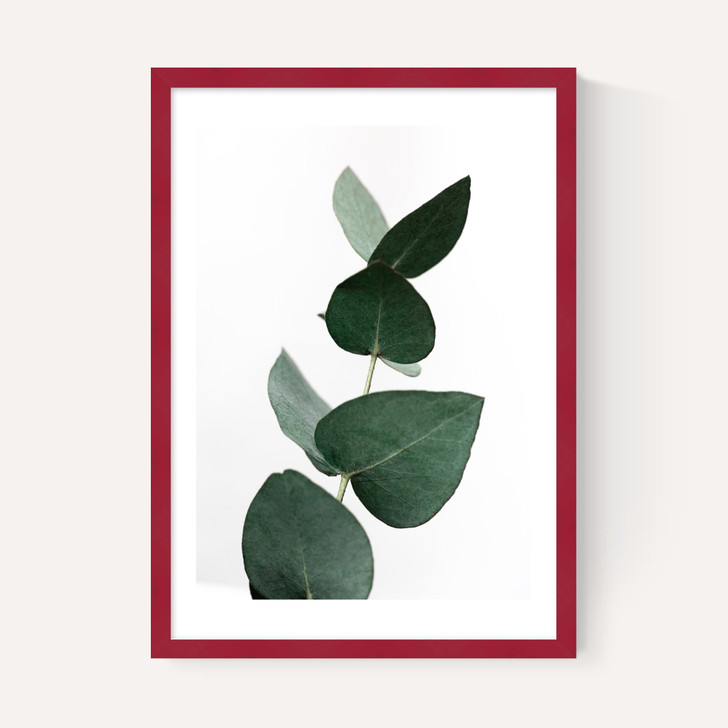 Eucalyptus 4