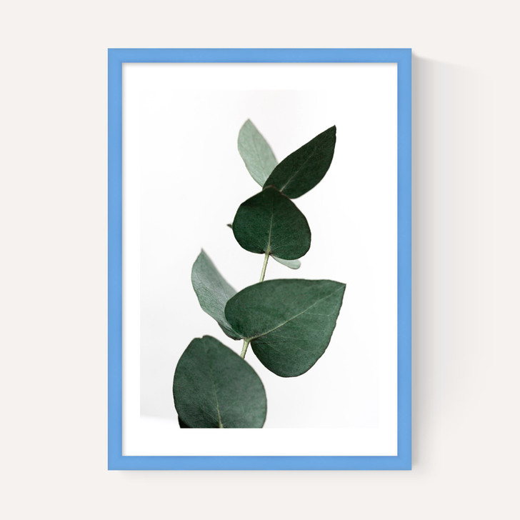 Eucalyptus 4