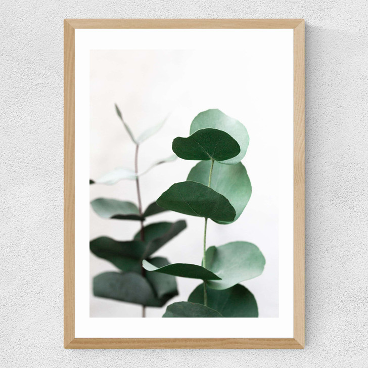 Eucalyptus 5 Medium Oak Frame