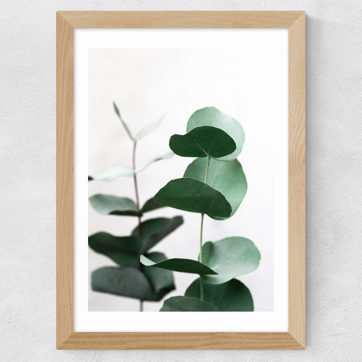 Eucalyptus 5 Wide Oak Frame
