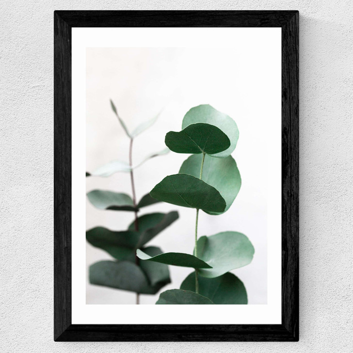 Eucalyptus 5