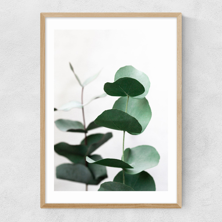 Eucalyptus 5 Narrow Oak Frame