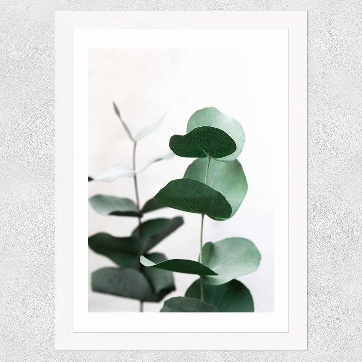 Eucalyptus 5