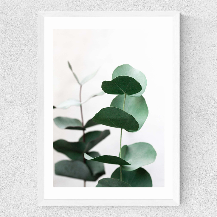 Eucalyptus 5 Medium White Frame
