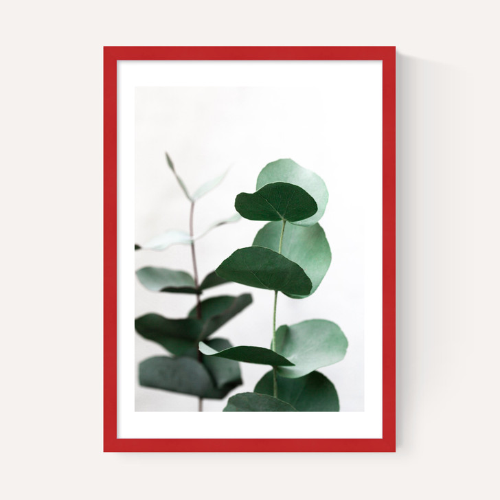 Eucalyptus 5