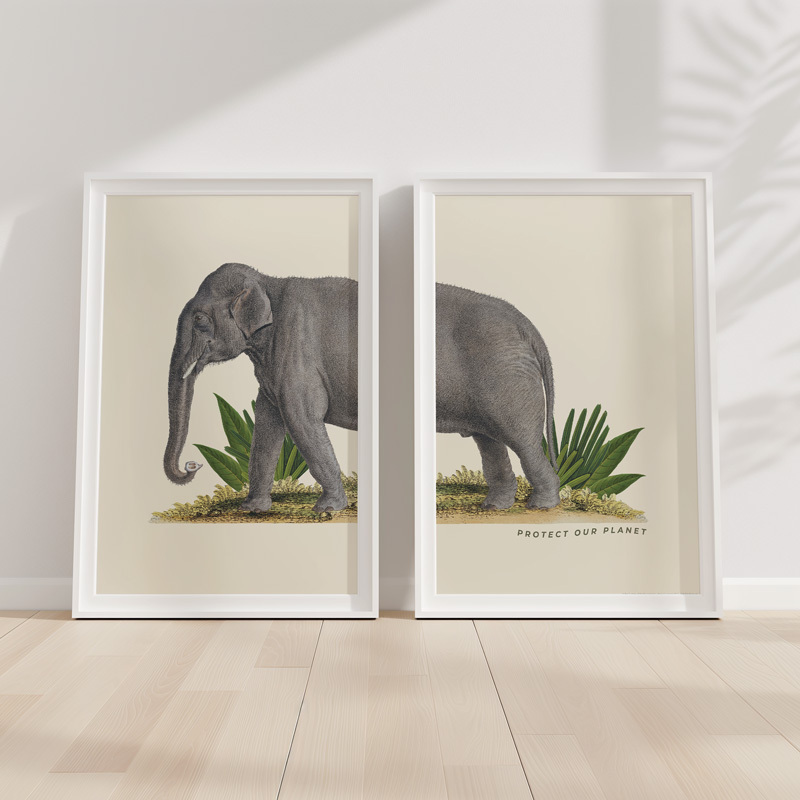 elephant diptych art print set by the natural history museum in white frame