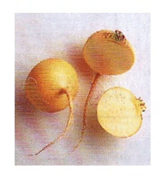 TURNIP YELLOW FRESH