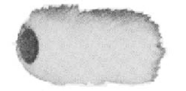 ROLLER BRUSH REPLACEABLE TYPE-A W228MM COMPLETE
