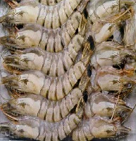 SHRIMP SALTED & FERMENTED