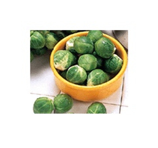 BRUSSELS SPROUT FRESH