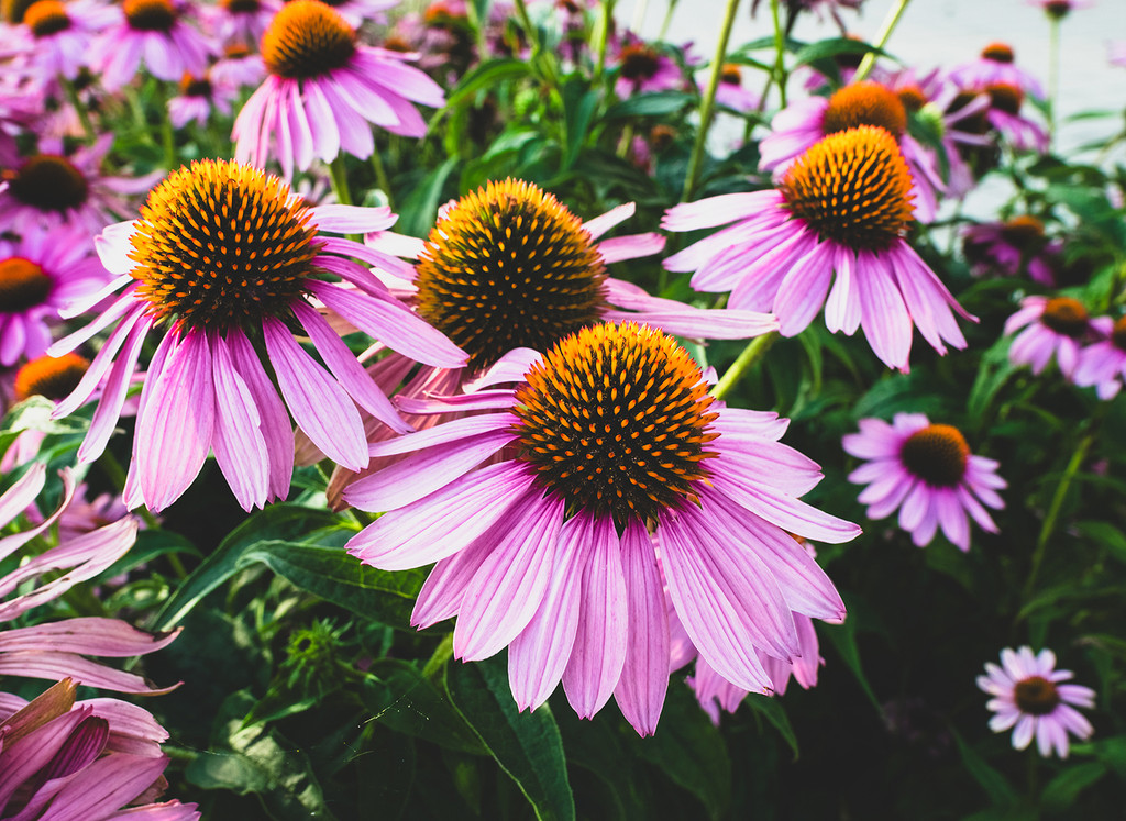 echinacea purpurea seed packet