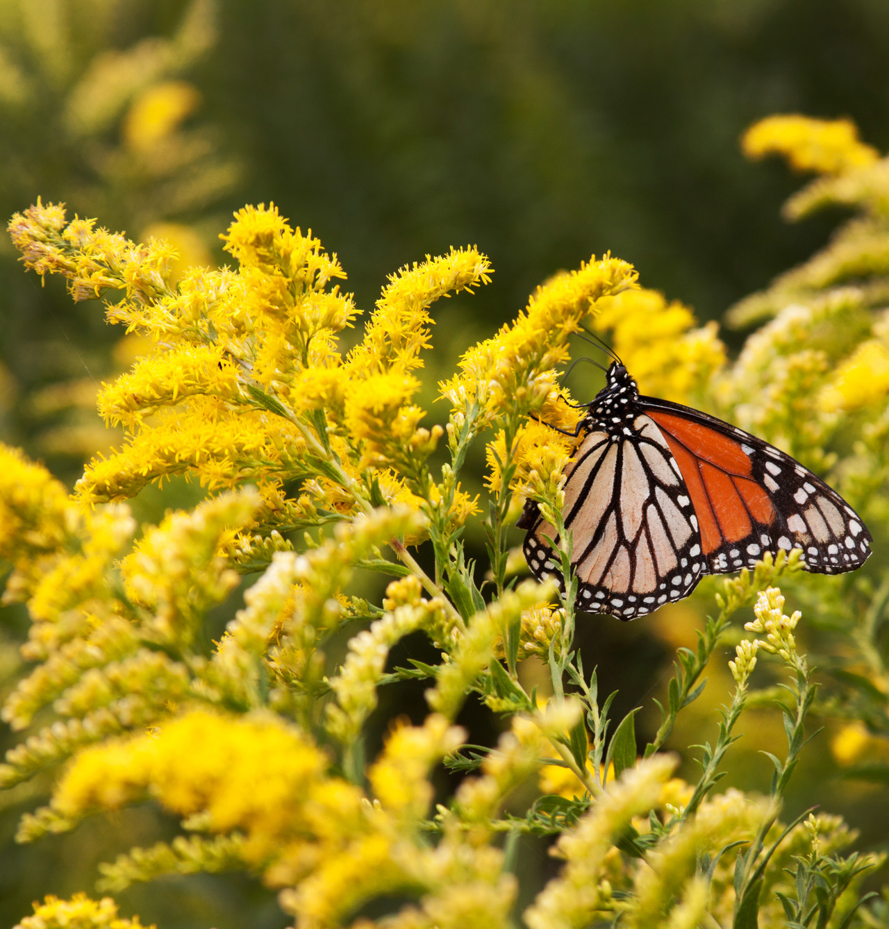 Goldenrod Herb