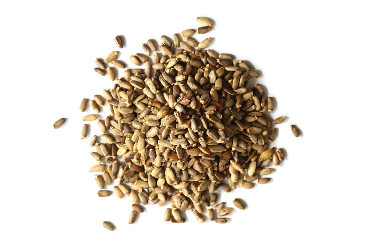 buy dahlia seeds Dahlia Seed Mix main image 0