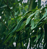 Organic Eucalyptus Leaves