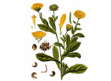 Calendula Seeds