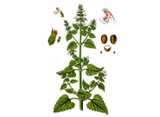 Catnip Seeds Catnip Seeds