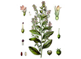 Lobelia Seeds Lobelia Seeds