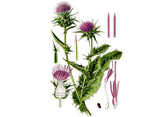 Milk Thistle Seeds Milk Thistle Seeds
