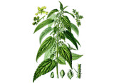 Nettle Seeds Nettle Seeds