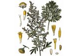 Wormwood Seeds