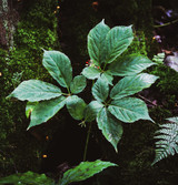 Fresh American Ginseng