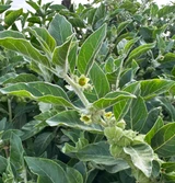 Fresh Ashwagandha