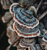 Fresh Turkey Tail Mushrooms